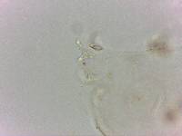 Doryphoribius flavus image