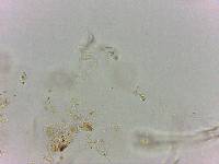 Doryphoribius flavus image