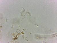 Doryphoribius flavus image