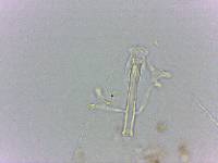 Doryphoribius flavus image