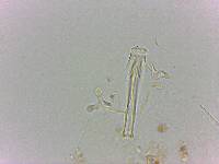 Doryphoribius flavus image