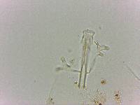 Doryphoribius flavus image