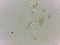 Doryphoribius flavus image