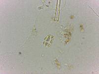 Doryphoribius flavus image