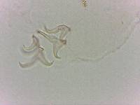 Doryphoribius flavus image
