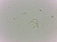 Doryphoribius flavus image