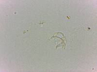 Doryphoribius flavus image