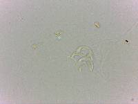 Doryphoribius flavus image