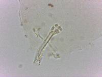 Doryphoribius flavus image