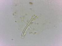 Doryphoribius flavus image