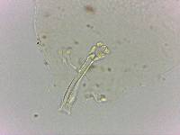 Doryphoribius flavus image