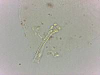 Doryphoribius flavus image
