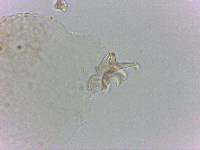 Doryphoribius flavus image