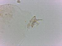 Doryphoribius flavus image