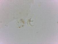 Doryphoribius flavus image