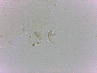 Doryphoribius flavus image
