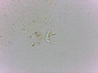 Doryphoribius flavus image