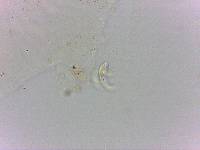 Doryphoribius flavus image