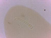 Doryphoribius zappalai image