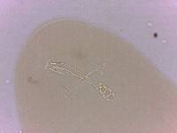 Doryphoribius zappalai image