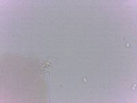 Doryphoribius zappalai image