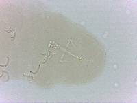 Doryphoribius zappalai image