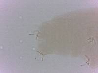 Doryphoribius zappalai image