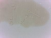 Doryphoribius zappalai image