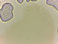 Doryphoribius zappalai image