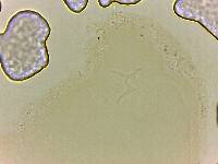 Doryphoribius zappalai image