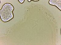 Doryphoribius zappalai image