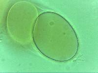Doryphoribius zappalai image