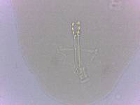 Doryphoribius zappalai image