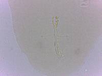 Doryphoribius zappalai image