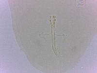 Doryphoribius zappalai image