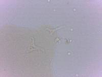 Doryphoribius zappalai image