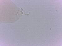 Doryphoribius zappalai image