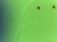 Echiniscoides sigismundi image