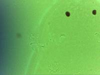 Echiniscoides sigismundi image