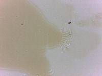 Echiniscoides sigismundi image