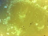 Echiniscoides sigismundi image
