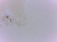 Echiniscoides sigismundi image