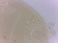Echiniscoides sigismundi image