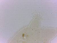 Echiniscoides sigismundi image