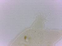 Echiniscoides sigismundi image