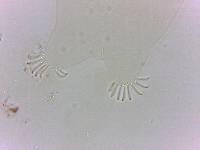 Echiniscoides sigismundi image