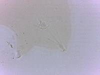 Echiniscoides sigismundi image