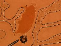 Echiniscoides sigismundi image