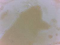Echiniscoides sigismundi image