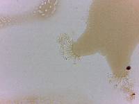Echiniscoides sigismundi image